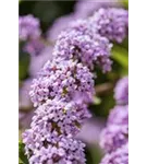 Hänge-Sommerflieder - Buddleja alternifolia 'Unique'