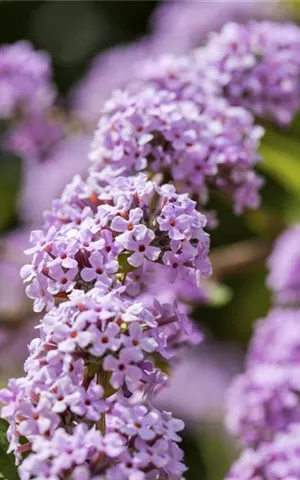 Buddleja alternifolia 'Unique'