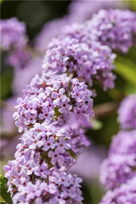 Hänge-Sommerflieder - Buddleja alternifolia 'Unique'