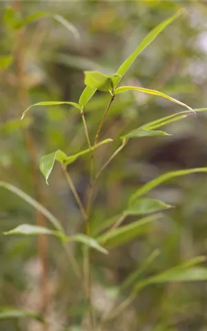 Phyllostachys aureosulcata Spectabilis