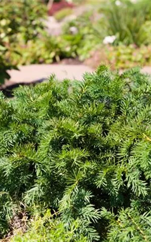 Taxus baccata 'Repandens'