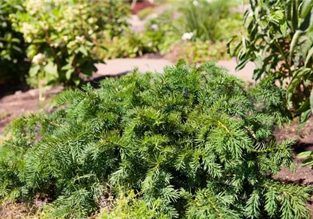 Taxus baccata 'Repandens' - Tafeleibe,Kisseneibe