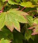 Japanischer Ahorn 'Vitifolium' - Acer japonicum 'Vitifolium'