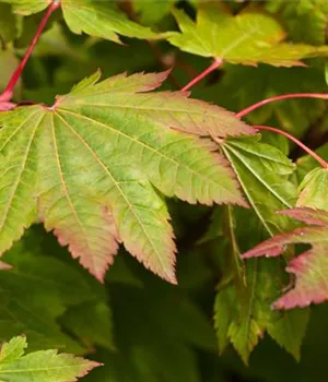 Acer japonicum 'Vitifolium'