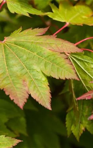 Acer japonicum 'Vitifolium'