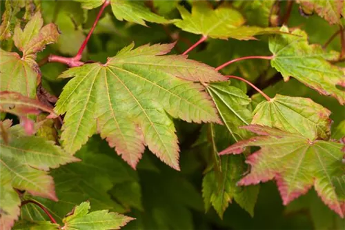 Japanischer Ahorn 'Vitifolium' - Acer japonicum 'Vitifolium'