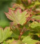 Japanischer Ahorn 'Vitifolium' - Acer japonicum 'Vitifolium'