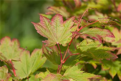 Japanischer Ahorn 'Vitifolium' - Acer japonicum 'Vitifolium'