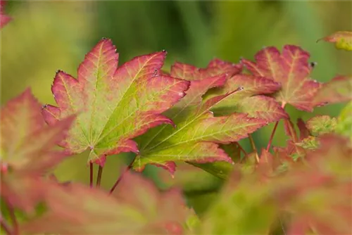 Japanischer Ahorn 'Vitifolium' - Acer japonicum 'Vitifolium'