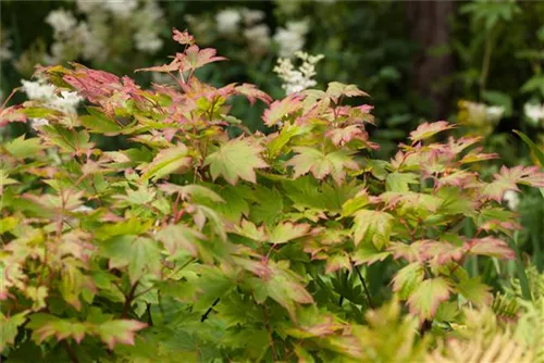 Japanischer Ahorn 'Vitifolium' - Acer japonicum 'Vitifolium'