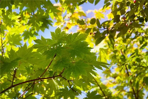 Japanischer Ahorn 'Vitifolium' - Acer japonicum 'Vitifolium'