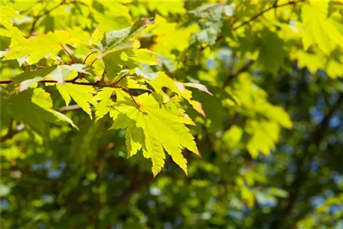 Japanischer Ahorn 'Vitifolium' - Acer japonicum 'Vitifolium'