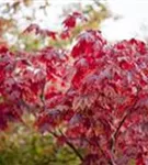 Japanischer Ahorn 'Vitifolium' - Acer japonicum 'Vitifolium'