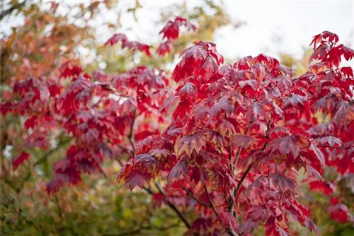 Japanischer Ahorn 'Vitifolium' - Acer japonicum 'Vitifolium'