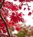 Japanischer Ahorn 'Vitifolium' - Acer japonicum 'Vitifolium'