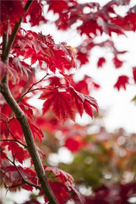 Japanischer Ahorn 'Vitifolium' - Acer japonicum 'Vitifolium'