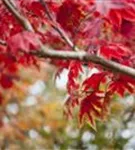 Japanischer Ahorn 'Vitifolium' - Acer japonicum 'Vitifolium'