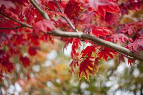 Japanischer Ahorn 'Vitifolium' - Acer japonicum 'Vitifolium'