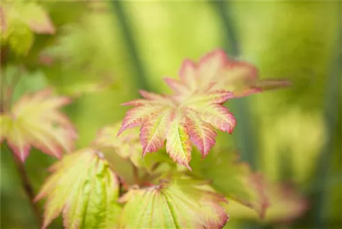 Japanischer Ahorn 'Vitifolium' - Acer japonicum 'Vitifolium'