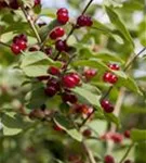 Gemeine Heckenkirsche - Lonicera xylosteum