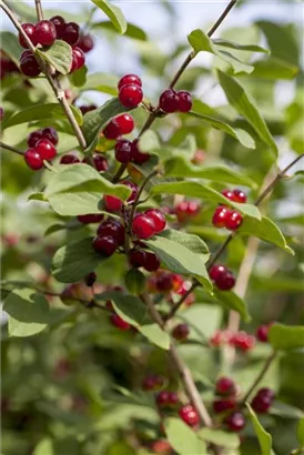 Gemeine Heckenkirsche - Lonicera xylosteum