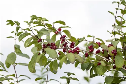 Gemeine Heckenkirsche - Lonicera xylosteum