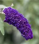 Sommerflieder 'Black Knight' - Buddleja 'Black Knight'