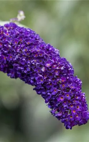 Buddleja 'Black Knight'