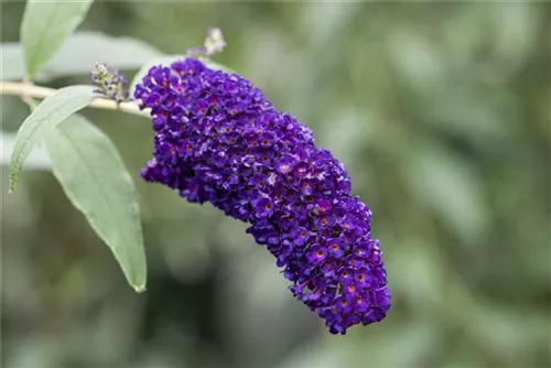 Sommerflieder 'Black Knight' - Buddleja 'Black Knight'