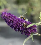 Sommerflieder 'Black Knight' - Buddleja 'Black Knight'