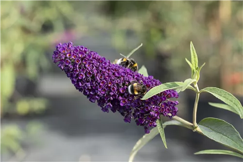 Sommerflieder 'Black Knight' - Buddleja 'Black Knight'