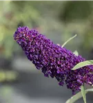 Sommerflieder 'Black Knight' - Buddleja 'Black Knight'