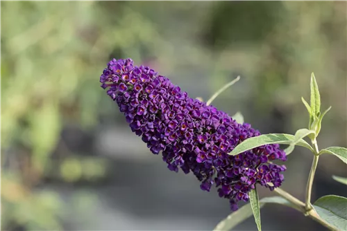 Sommerflieder 'Black Knight' - Buddleja 'Black Knight'