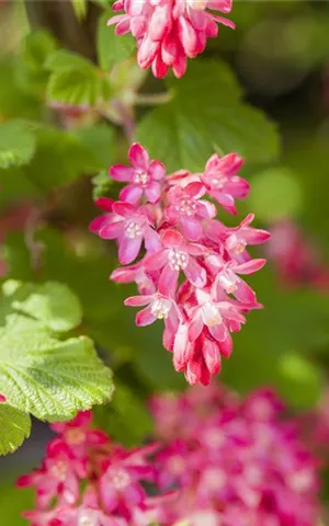 Ribes sanguineum 'King Edward VII' - Wildgehölze