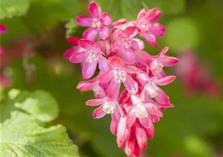 Ribes sanguineum 'King Edward VII' - Ziergehölze - Blut-Zierjohannisbeere 'King Edward VII'