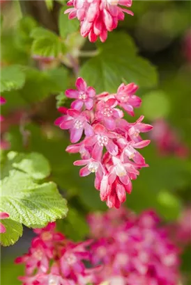 Blut-Zierjohannisbeere 'King Edward VII' - Ribes sanguineum 'King Edward VII' - Wildgehölze