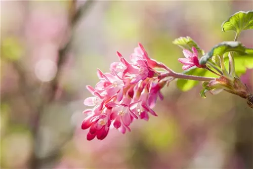 Blut-Zierjohannisbeere 'King Edward VII' - Ribes sanguineum 'King Edward VII' - Wildgehölze