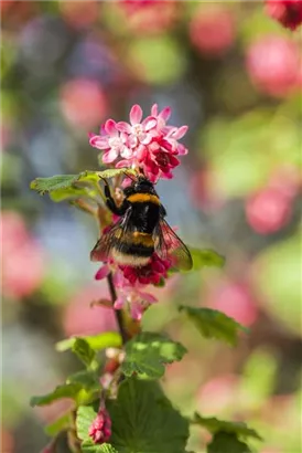 Blut-Zierjohannisbeere 'King Edward VII' - Ribes sanguineum 'King Edward VII' - Wildgehölze