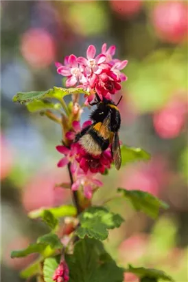 Blut-Zierjohannisbeere 'King Edward VII' - Ribes sanguineum 'King Edward VII' - Wildgehölze