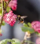 Blut-Zierjohannisbeere 'King Edward VII' - Ribes sanguineum 'King Edward VII' - Wildgehölze