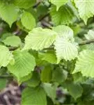 Waldhasel - Corylus avellana - Wildgehölze