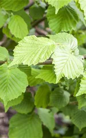 Corylus avellana