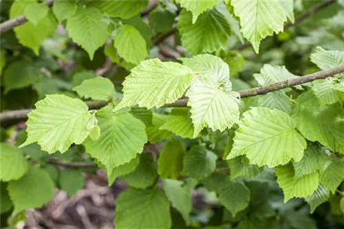 Waldhasel - Corylus avellana - Wildgehölze