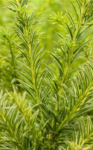 Taxus baccata 'Semperaurea'