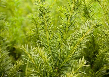 Taxus baccata 'Semperaurea' - Goldene Straucheibe