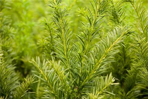 Goldene Straucheibe - Taxus baccata 'Semperaurea'