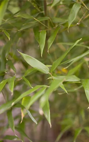 Phyllostachys bissetii