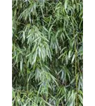 Bambus humilis - Phyllostachys humilis