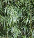 Bambus bissetii - Phyllostachys bissetii