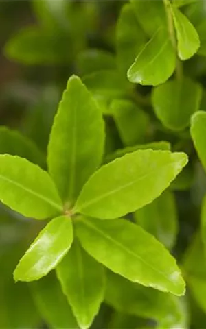 Ilex maximowicziana var. kanehirae